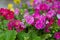 Primrose flower closeup
