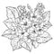 primrose flower coloring page, evening primrose drawing, illustration primrose drawing, easy primrose flower drawing,