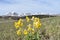 The primrose flower and the Durmitor mountain in the background