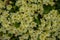 Primrose flowers (Primula vulgaris). Spring primroses yellow flowers,