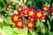 Primrose or Primula dark red with bright yellow center small flowers growing in local garden surrounded with green leaves