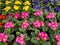 Primrose, Primula, Primulaceae. flowers in pink, yellow, purple and red