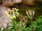 Primrose primula sikkimensis in the Haut Chitelet.