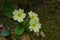 Primrose or Primula vulgaris, blooming