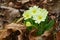 Primrose or Primula vulgaris, blooming