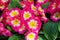 Primrose Primula Vulgaris blossom. Multicolor Garden Primula Flowers