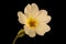 Primrose Primula vulgaris. Flower Closeup