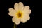 Primrose Primula vulgaris. Flower Closeup