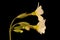 Primrose Primula vulgaris. Inflorescence Closeup