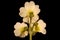 Primrose Primula vulgaris. Inflorescence Closeup