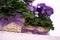 Primrose purple flowers in wicker basket with ribbon bow
