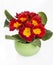 Primrose spring red and yellow flowers in a green pot with with green leafs