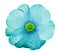 Primrose turquoise. Flower on isolated white background with clipping path without shadows. Close-up. For design.