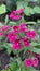 Primrose is an unpretentious flower with bright purple petals