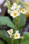 Primrose white flower