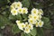 Primrose with white flowers from above