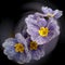 Primrose white violet flowers