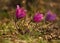 Primroses Of The Altai Mountains