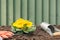 Primroses with a bulb planter