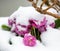 Primroses covered with snow. Pink colored vibrant primrose . Primulaceae