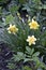 Primroses daffodils. In the spring, early daffodils bloomed in the garden. In the spring, the first garden flowers