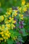 Primroses flowers and green leaves, Primula veris and Ajuga reptans blooming wildflower.