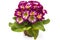 Primroses flowers, Primula polyanthus