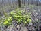 Primroses in the spring wood, Alternate leaved Golden Saxifrage- Chrysosplenium alternifolium