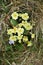 Primroses on the Welsh coastline