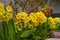 Primroses wildflowers blooming in spring time. Selective focus