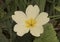 Primula acaulis common primrose yellowish-white spring wild flower with calyx in the form of membranous extensions, yellow stamens