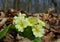 Primula acaulis flowers