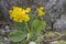 Primula auricula