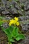 Primula auricula - auricula, mountain cowslip or bear`s ear