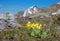Primula auricula - bears ear wildflower, protected