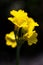 Primula auricula, known as mountain cowslip or bear`s ear flower