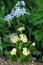 Primula auricula and phlox divaricata in spring mixed border