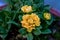 Primula Belarina Buttercup Yellow blossoms in the garden in spring