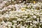 Primula bloom on a meadow glade. Primula flowers close-up.