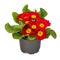 Primula Crescendo bright red