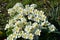 Primula \'Crescendo White\'