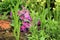 Primula cultivar, spring flower