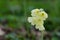 Primula elatior, true oxlip