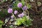 Primula farinosa powdery violet spring flowers included in the red book