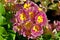 Primula flower