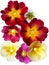 Primula flower