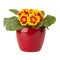 Primula flower in red pot