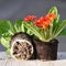 Primula flower with roots