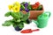 Primula flowerpot with garden tools like can and shovel on white