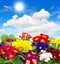 Primula flowers on blue sky background